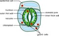 Structure of stomatal complex with open stoma